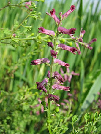 Fumaria officinalis