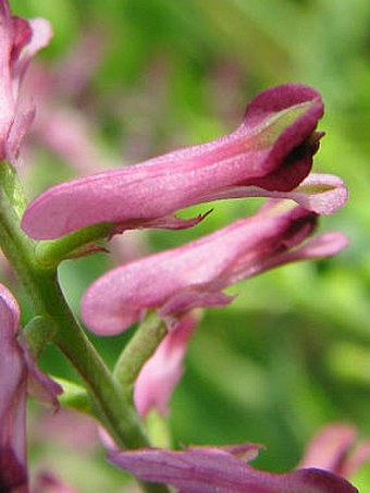 Fumaria officinalis