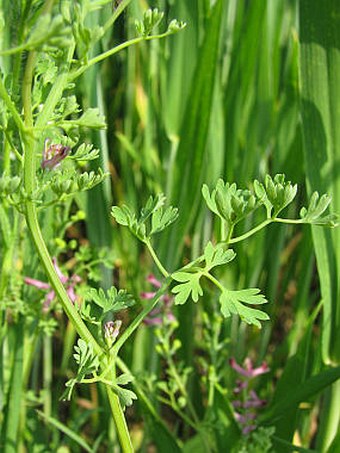 Fumaria officinalis