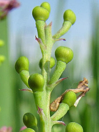 Fumaria officinalis