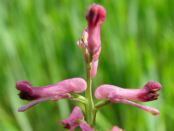 FUMARIA OFFICINALIS L. – zemědým lékařský / zemedym lekársky