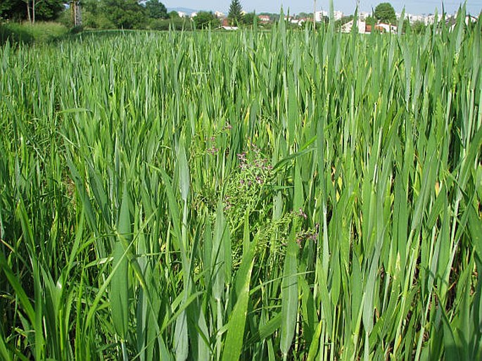 Fumaria officinalis