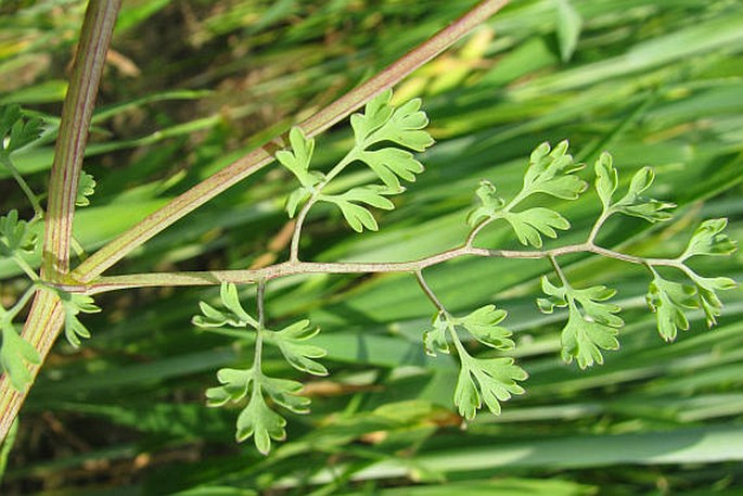 Fumaria officinalis