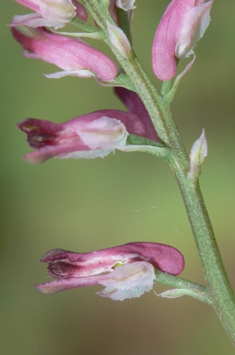 Fumaria rostellata