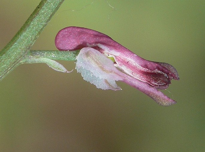 FUMARIA ROSTELLATA Knaf - zemědým zobánkatý / zemedym zobáčikatý