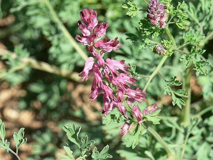 Fumaria rostellata