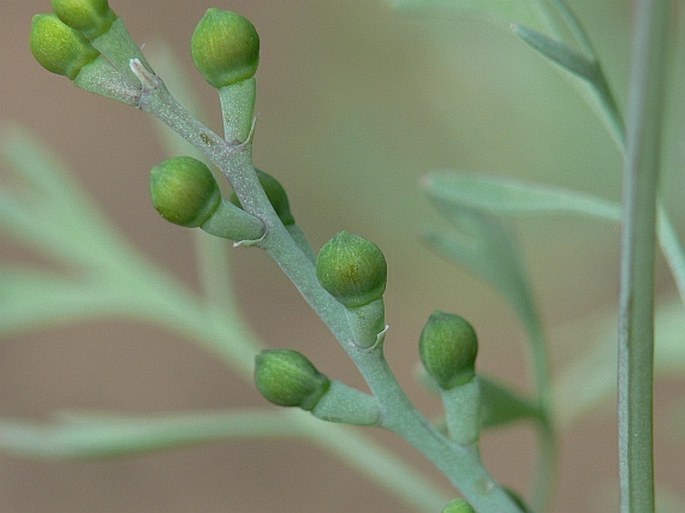 Fumaria vaillantii