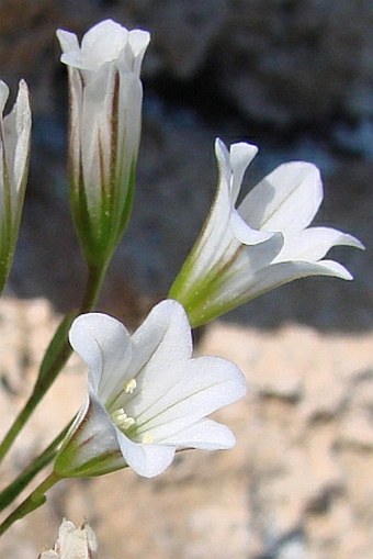 BOTANY.cz » GAGEA GRAECA (L.) Irmsch.