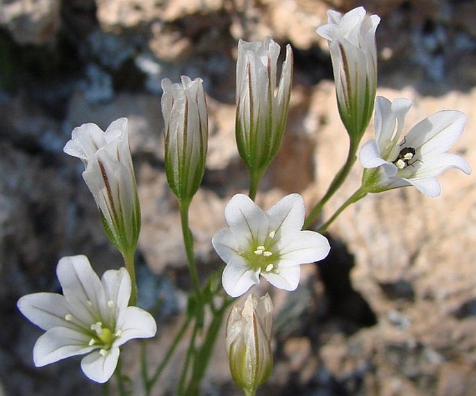 GAGEA GRAECA (L.) Irmsch. – křivatec / krivec