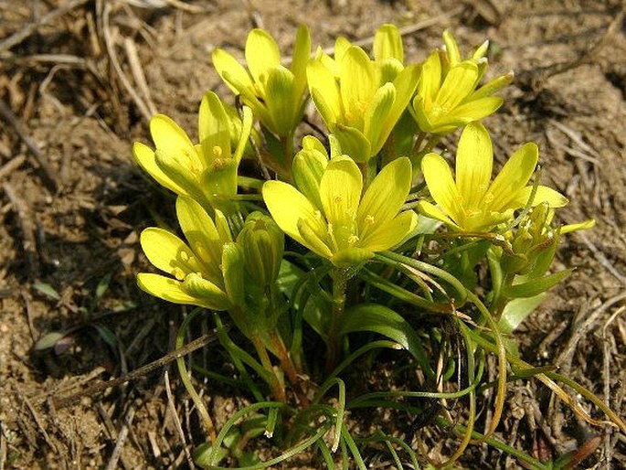 Gagea bohemica subsp. bohemica