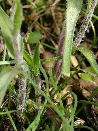 Gagea bohemica subsp. saxatilis