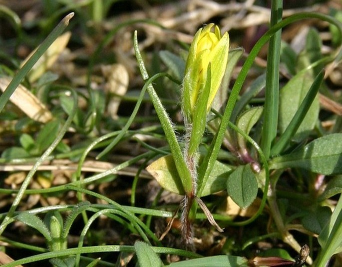 GAGEA BOHEMICA subsp. SAXATILIS (Mert. et W. D. J. Koch) Asch. et Graebn. – křivatec český skalní / krivec český skaľný