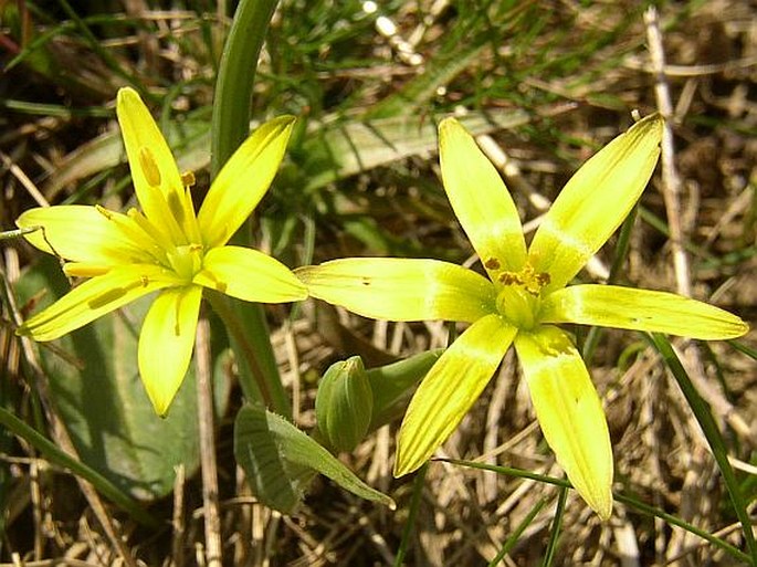 GAGEA TRANSVERSALIS (Pall.) Steven – křivatec vstřícnolistý / krivec