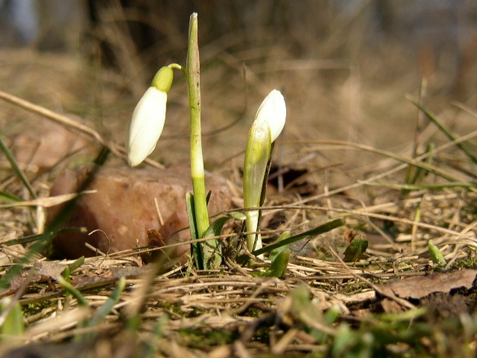 Galanthus nivalis