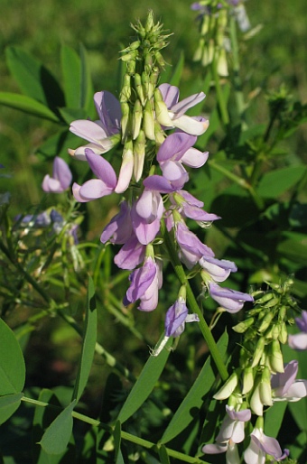 Galega officinalis