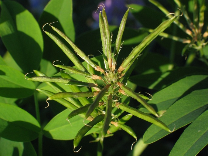 Galega officinalis