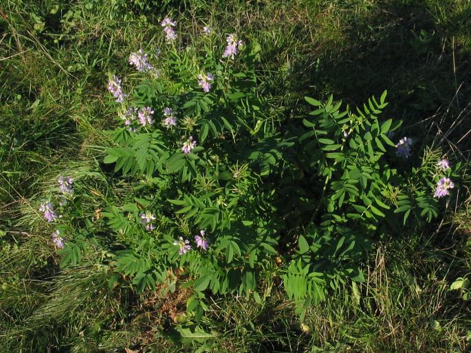 Galega officinalis