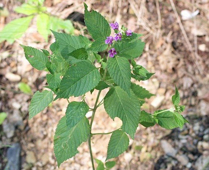 Galeopsis pubescens