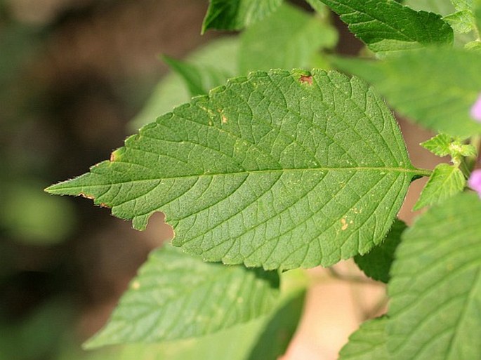 Galeopsis pubescens