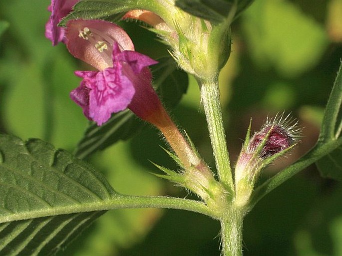 Galeopsis pubescens