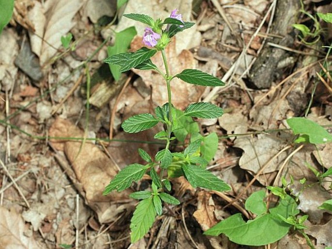 Galeopsis ladanum