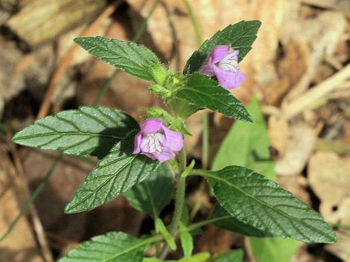 Galeopsis ladanum