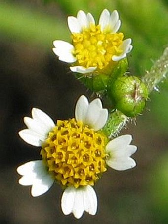 Galinsoga qudriradiata