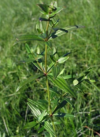 Galium boreale