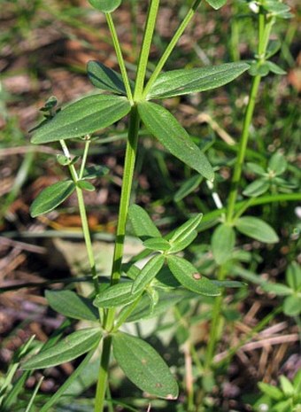 Galium boreale