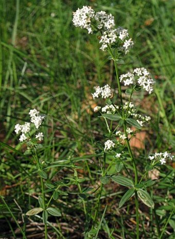 Galium boreale