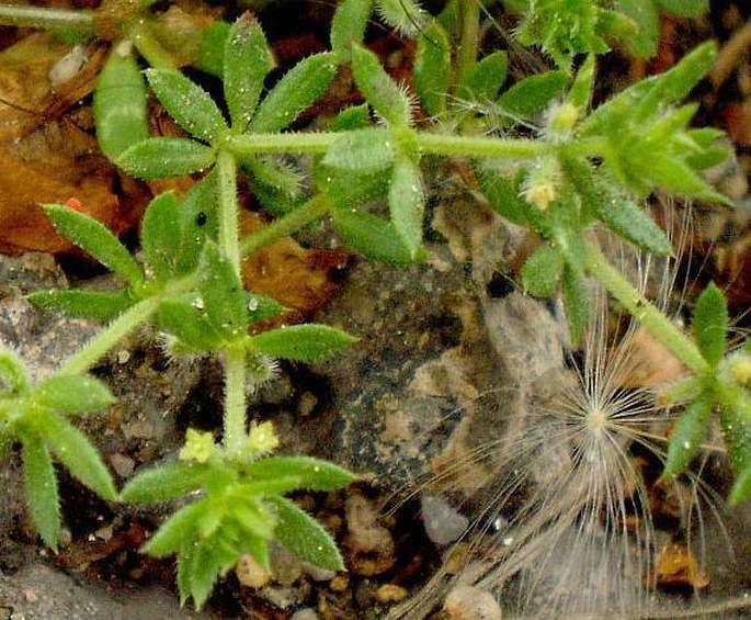 Galium murale