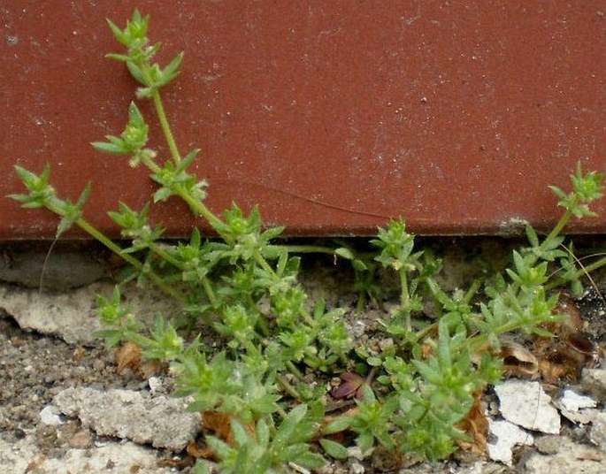 Galium murale