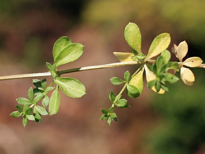 Galium saxatile