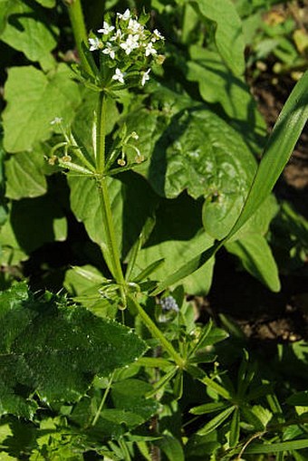 Galium tricornutum