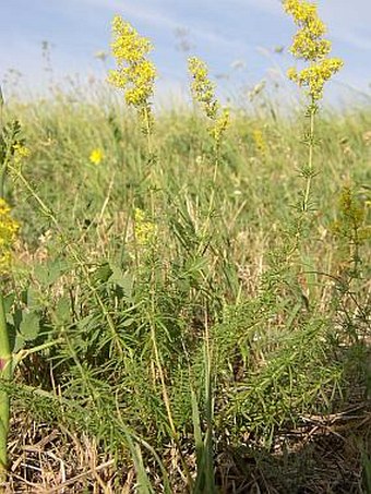 Galium verum