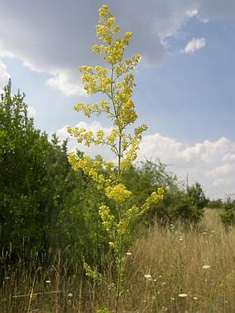 Galium verum