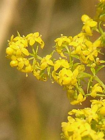 Galium verum