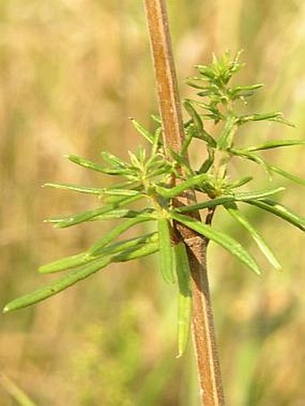 Galium verum