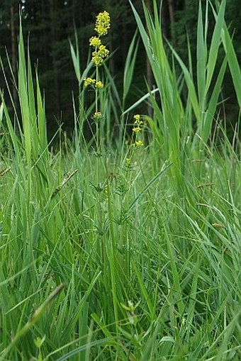 Galium wirtgenii