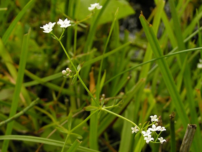 Galium palustre