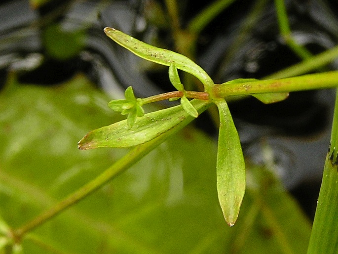 Galium palustre