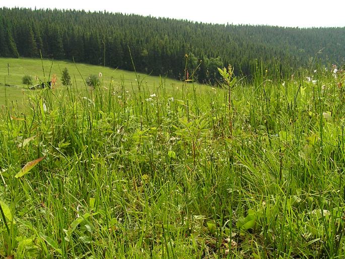 Galium palustre