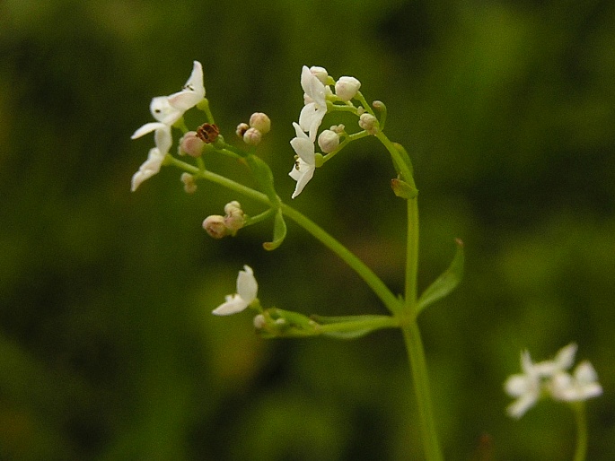 Galium palustre