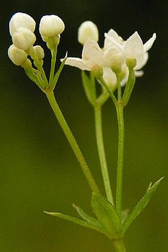 Galium pumilum