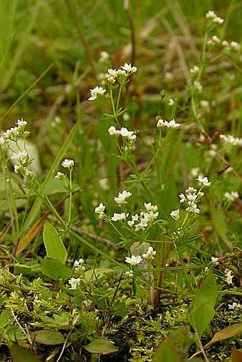 Galium pumilum