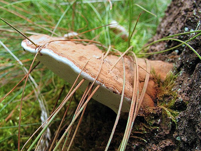 Ganoderma applanatum