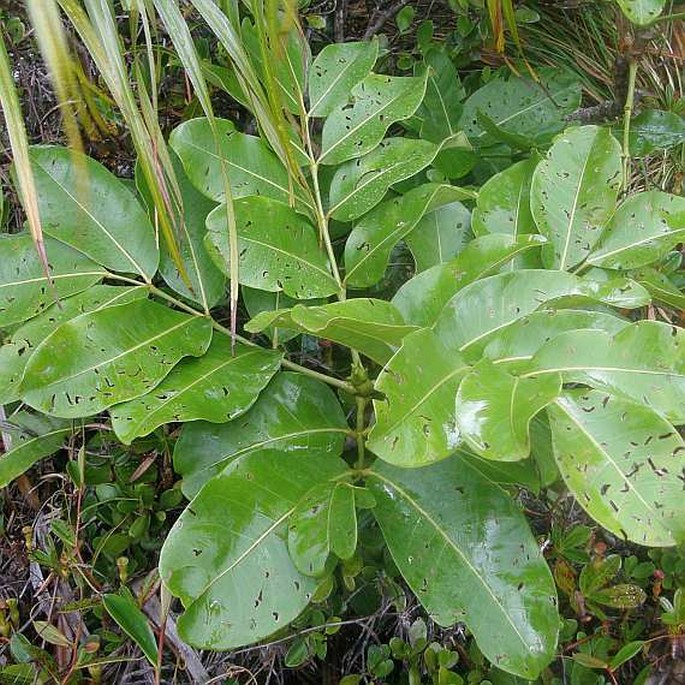 Gastonia crassa