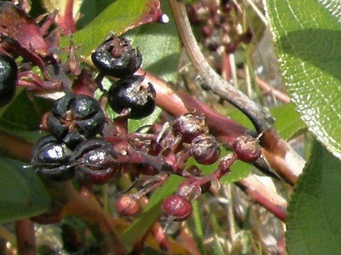 Gaultheria erecta