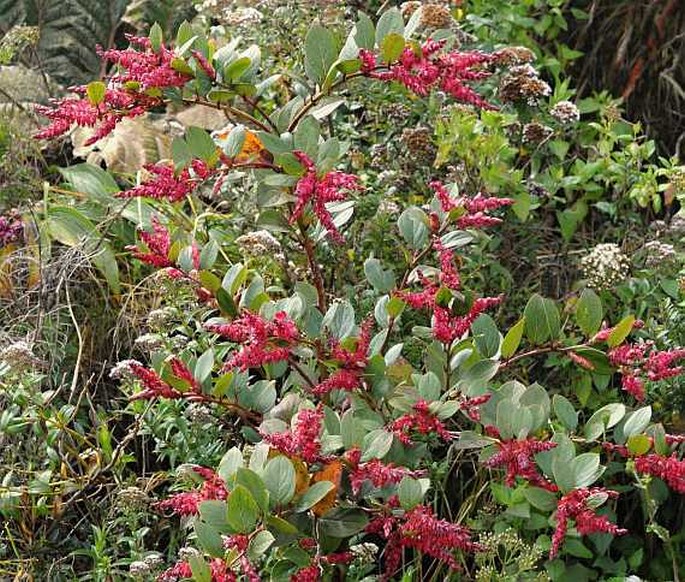 Gaultheria erecta