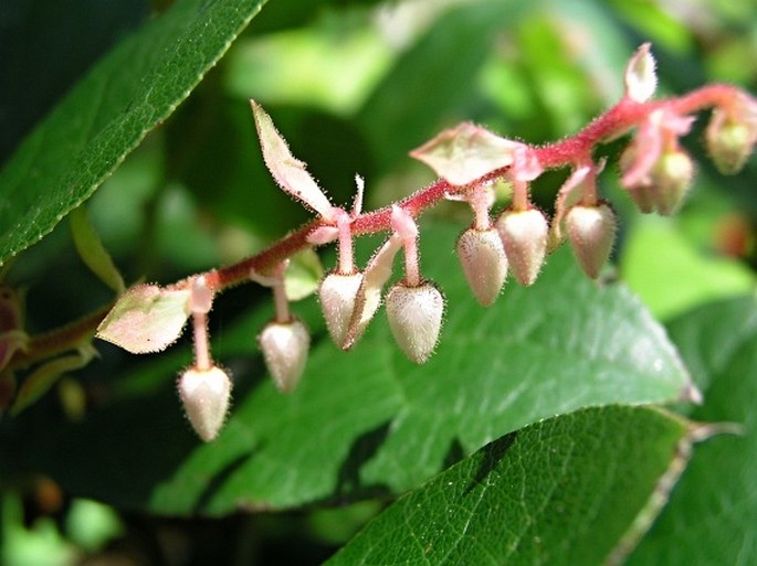 Gaultheria shallon